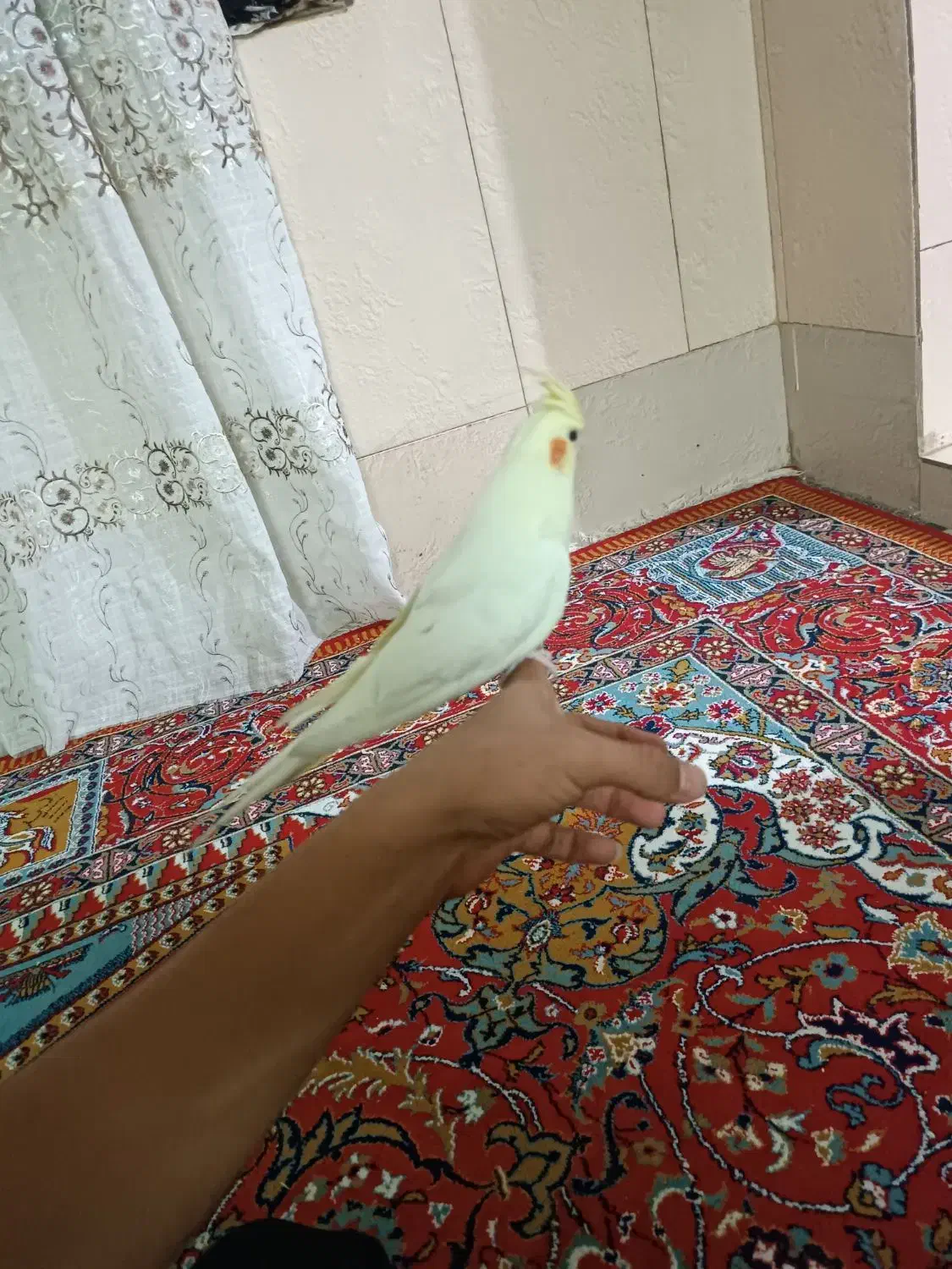 عروس ماده|پرنده|بروجرد, |دیوار