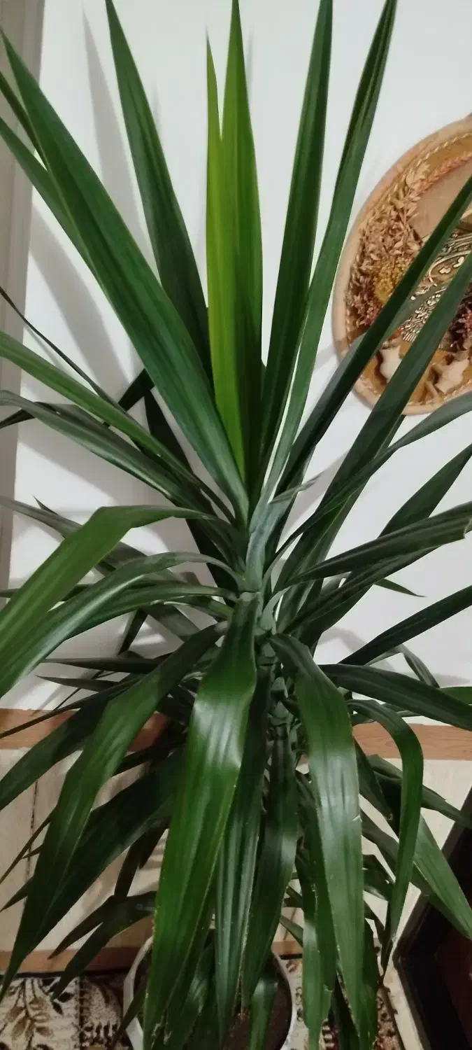 گل یوکای بزرگ|گل و گیاه طبیعی|بانه, |دیوار