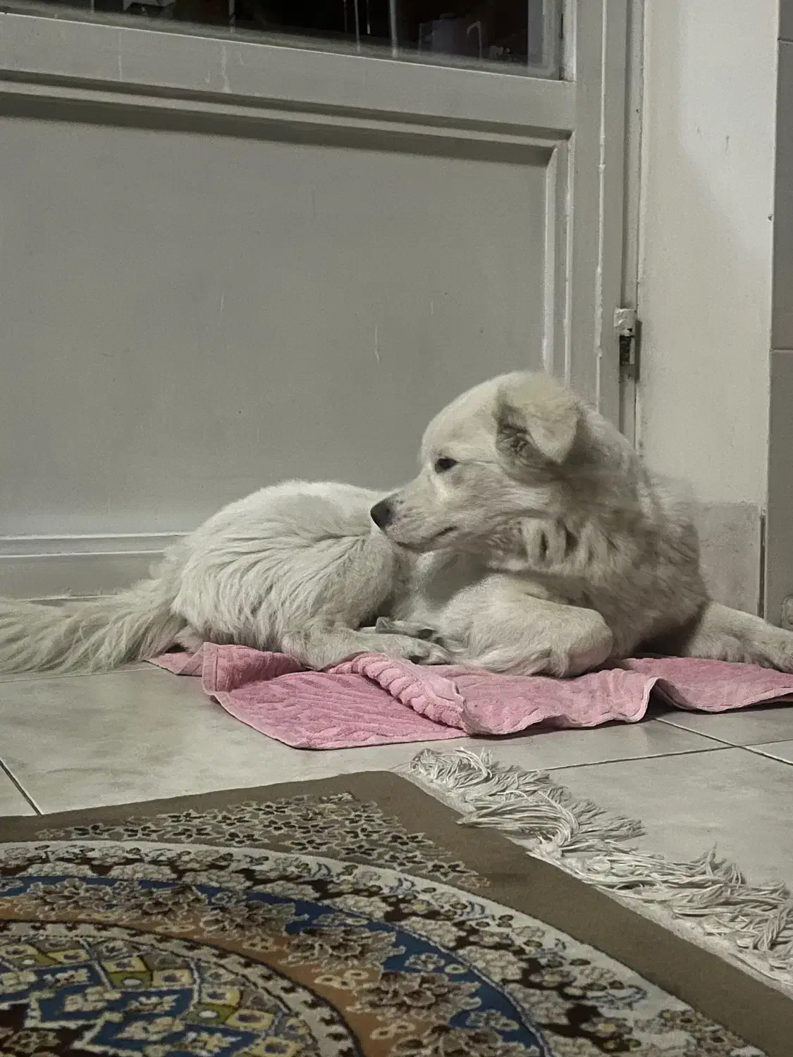 سگ سامویید خندان|سگ|شیراز, تاچارا|دیوار