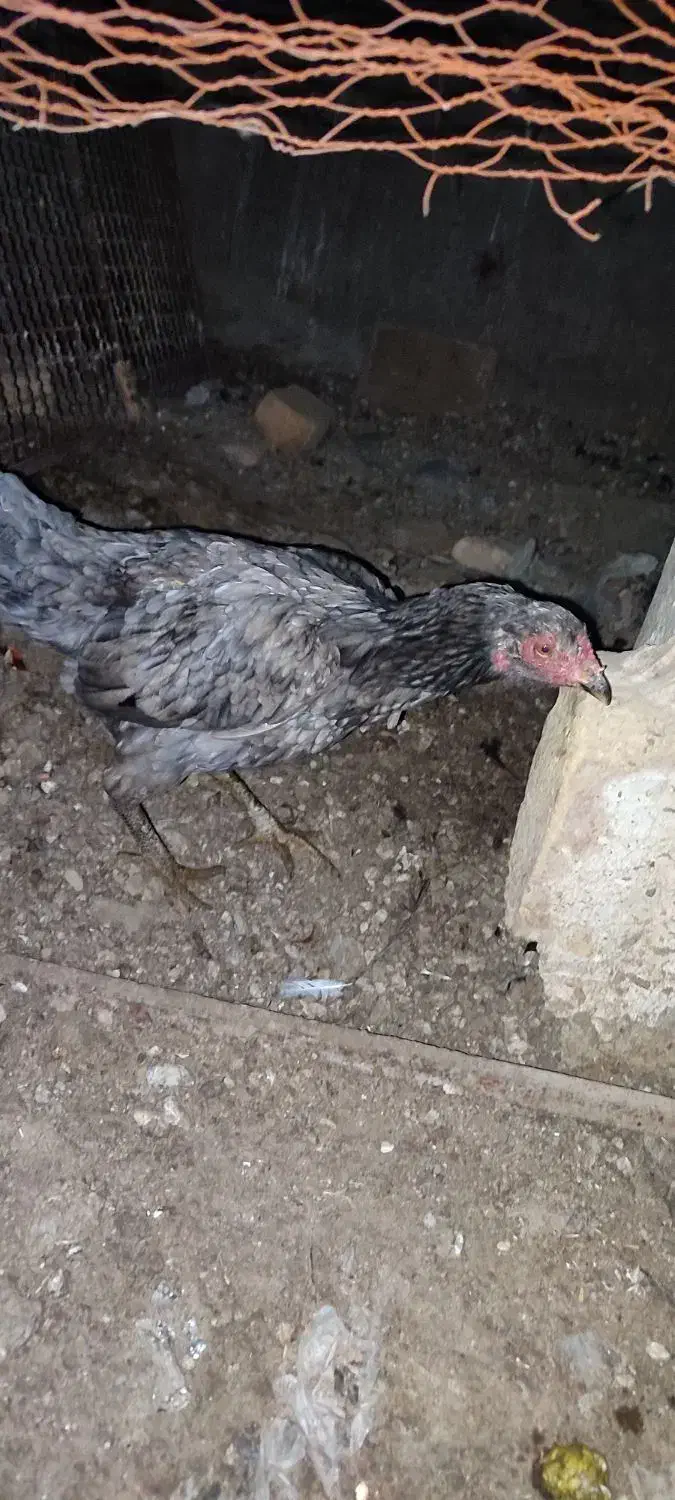 لاری تخم|حیوانات مزرعه|مشهد, کارگران|دیوار