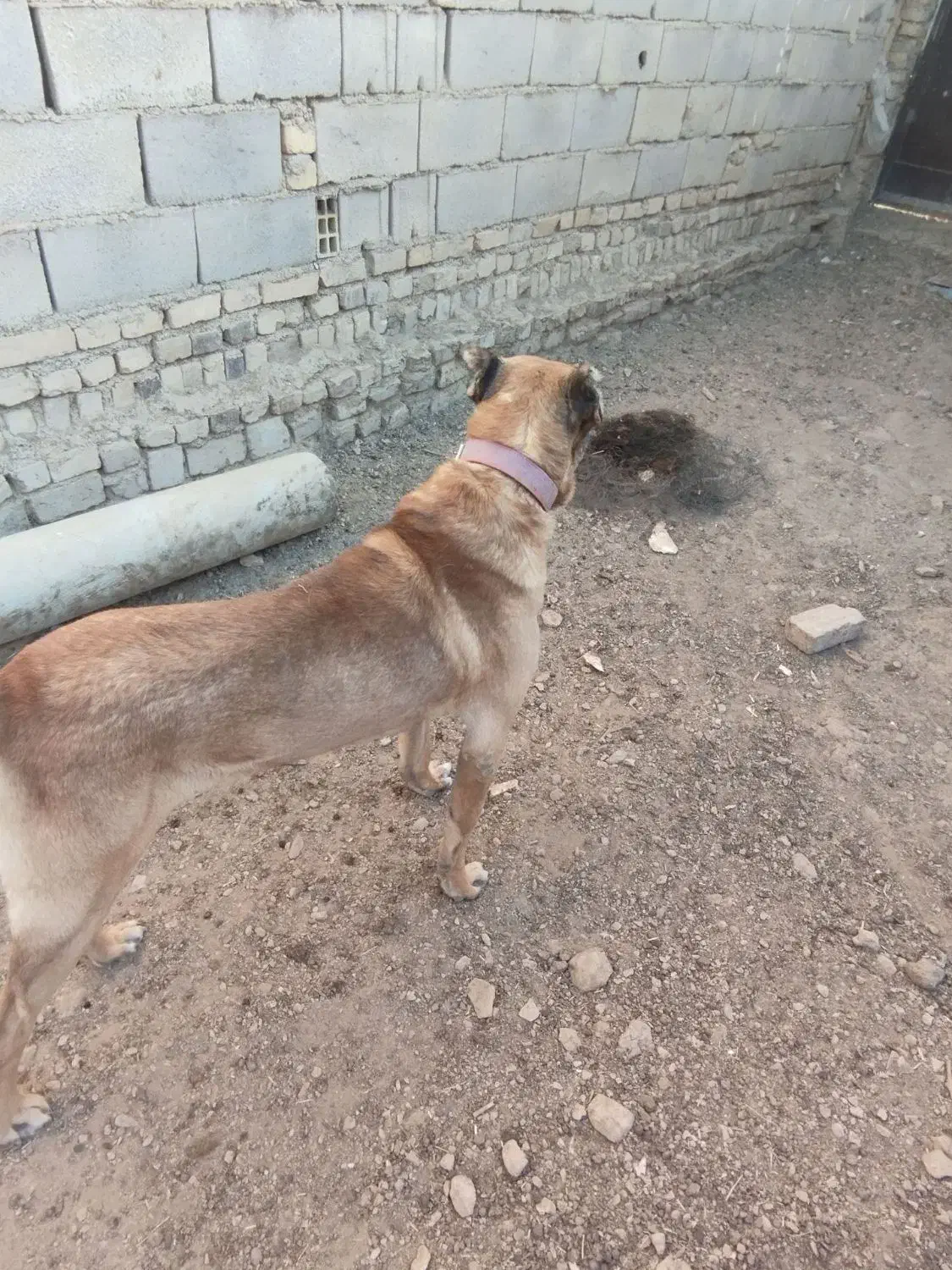 سگ سرابی اصل نترس|سگ|لالجین, |دیوار