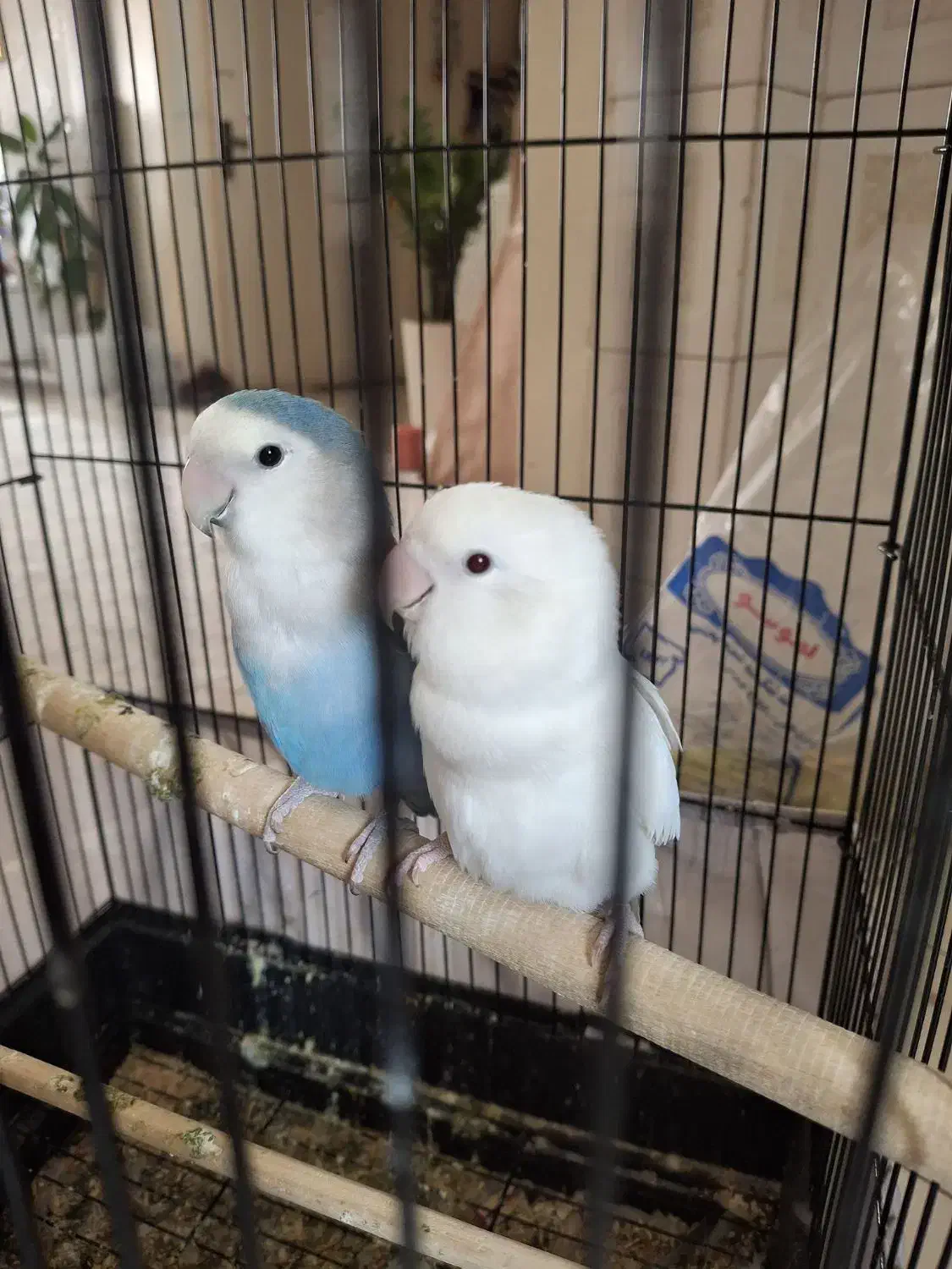 طوطی برزیلی مولد یک ساله|پرنده|تهران, مشیریه|دیوار