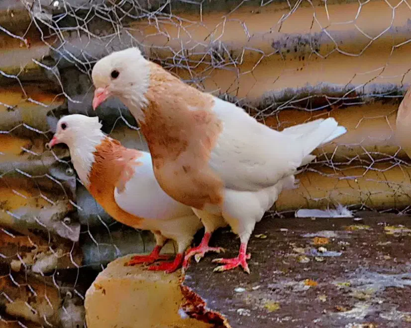 کفتر طوقی شازده|پرنده|شیراز, هفت تنان|دیوار