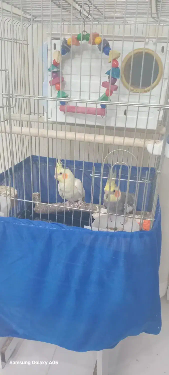 عروس هلندی جفت|پرنده|تاکستان, |دیوار