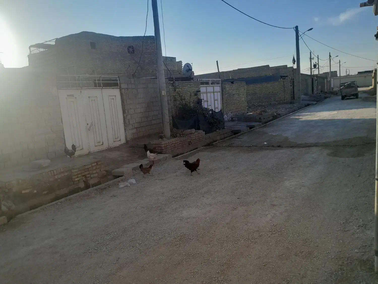 مرغ وخروس|حیوانات مزرعه|حمیدیه, |دیوار