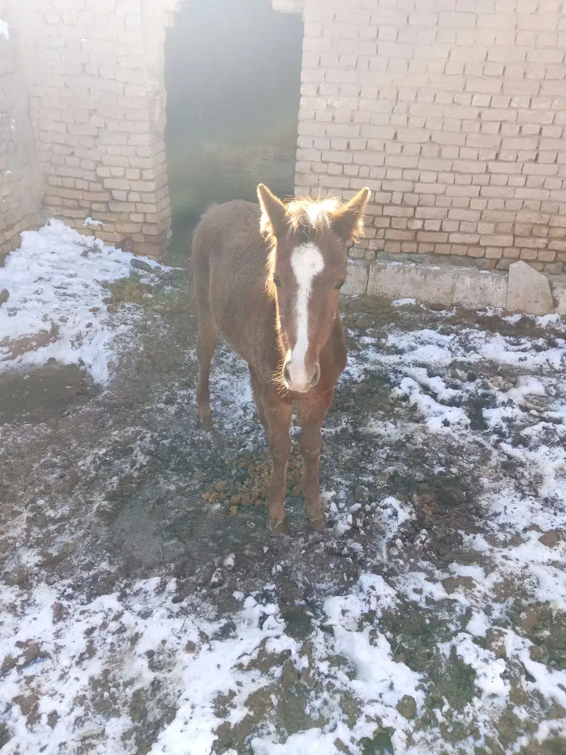 اسب درشت|اسب و تجهیزات اسبسواری|نیشابور, دربقاضی|دیوار