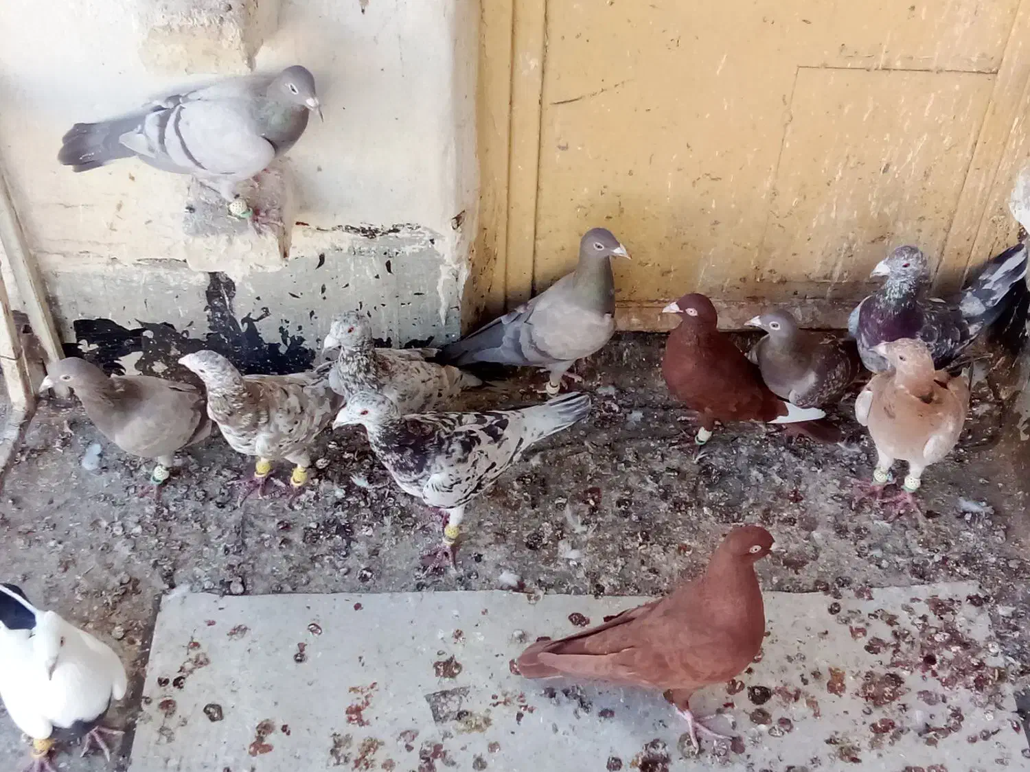 فروشی فوری کبوترخوش تیپ|پرنده|تاکستان, |دیوار