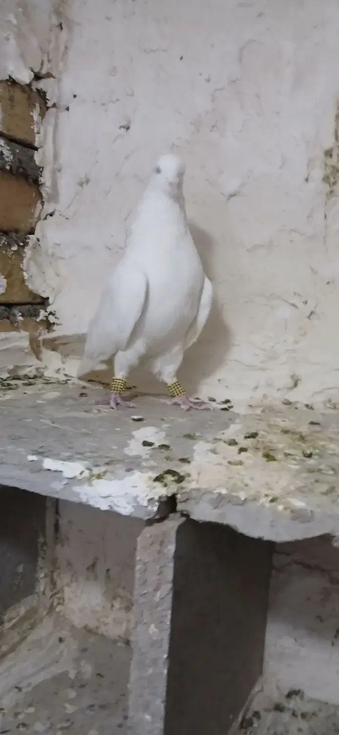 کبوتر سفید|پرنده|بیرانوند, |دیوار