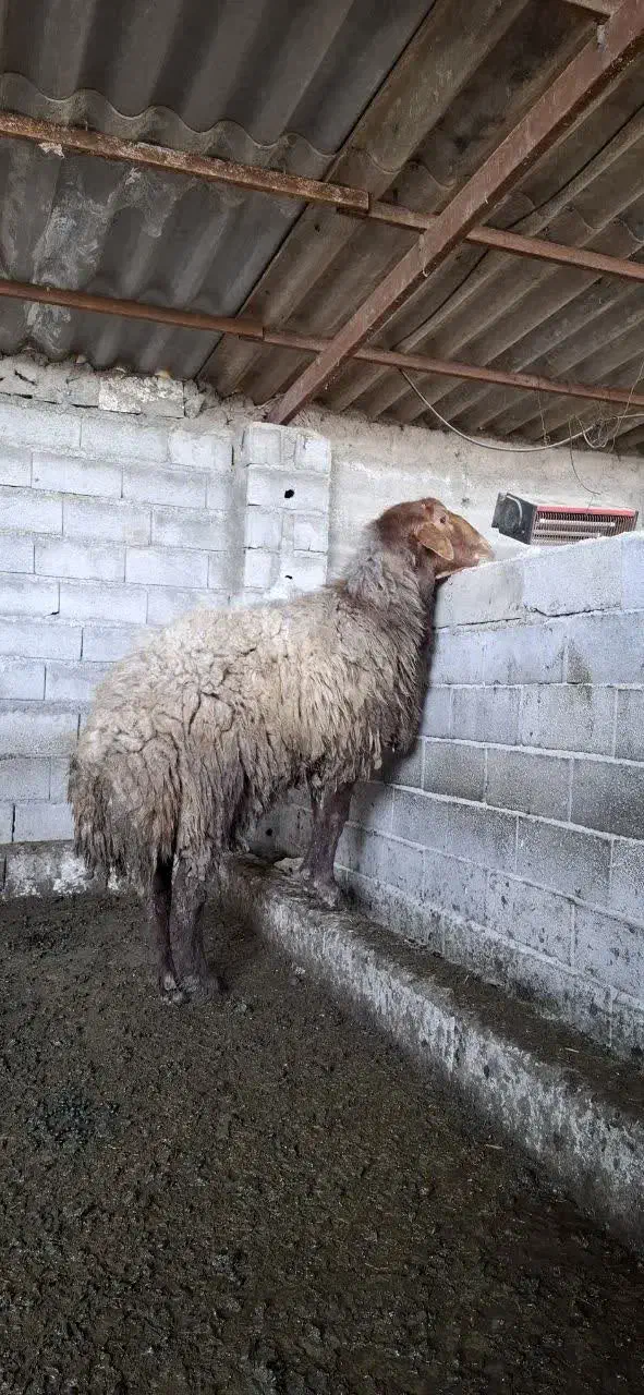 فروش گوسفند قوچ افشار نژاد دار|حیوانات مزرعه|آمل, |دیوار