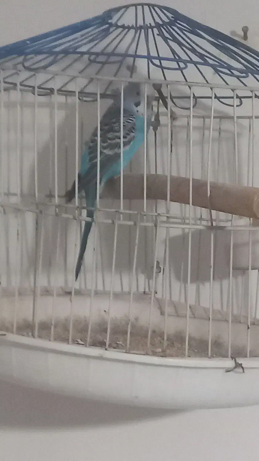 مرغ عشق|پرنده|اراک, |دیوار