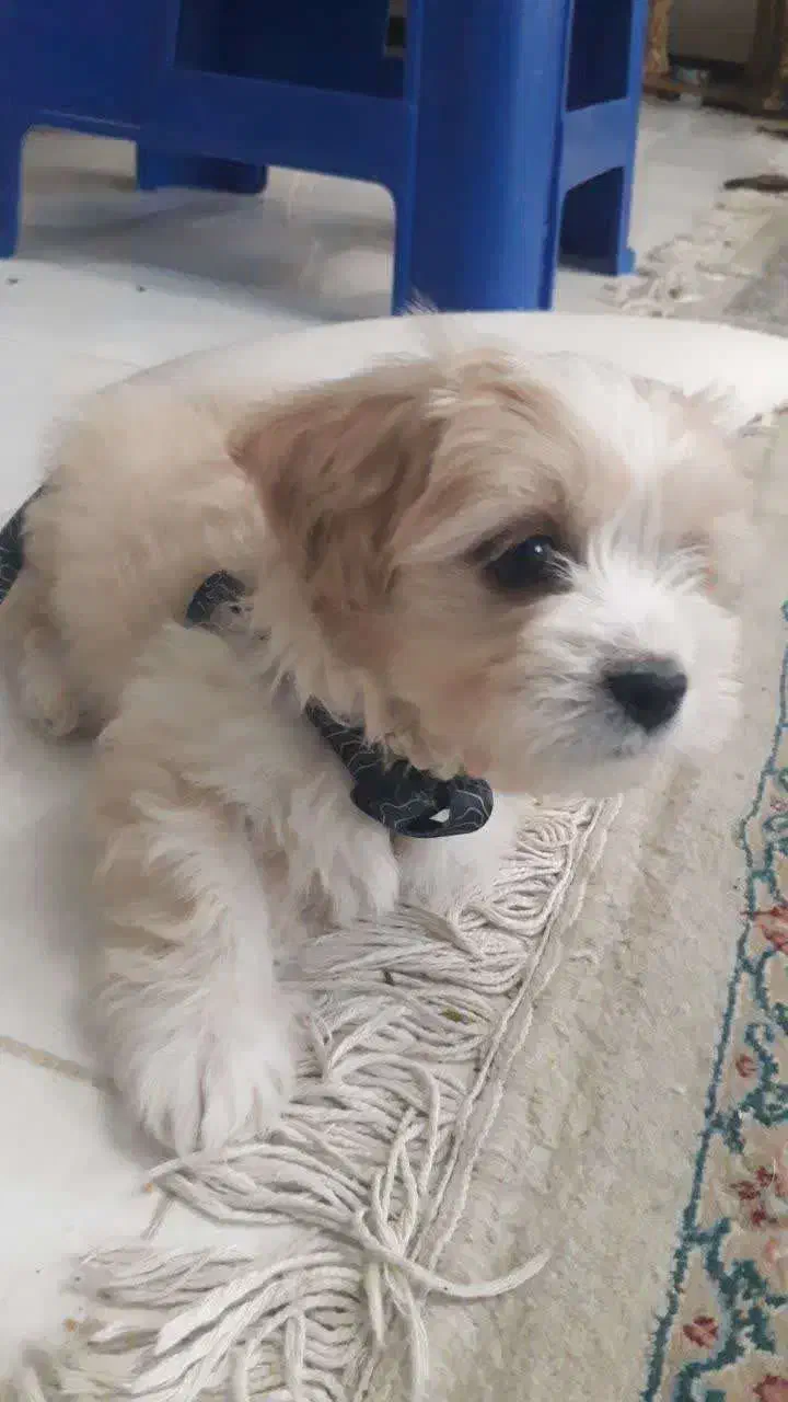 توله سگ مالتیشو|سگ|بهارستان, |دیوار