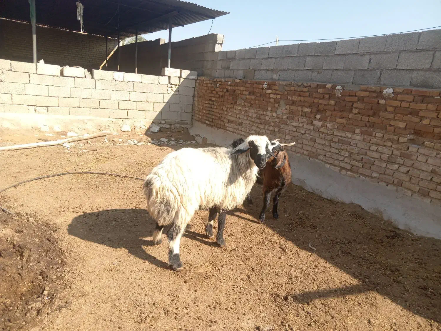 فروش دو عدد قوچ|حیوانات مزرعه|کردیان, |دیوار