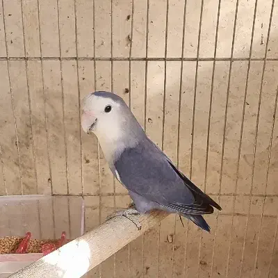 طوطی برزیلی مولد و عروس هلندی لوتینو مولد|پرنده|بومهن, |دیوار