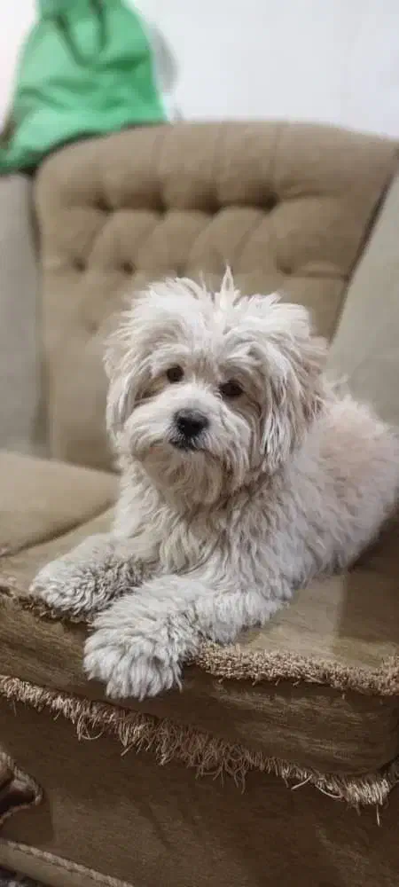 فروش سگ|سگ|بهبهان, |دیوار