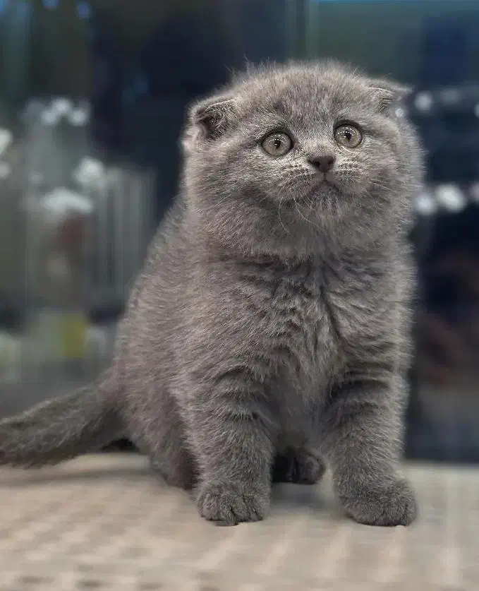 بچه گربه اسکاتیش فولد|گربه|بندرعباس, |دیوار