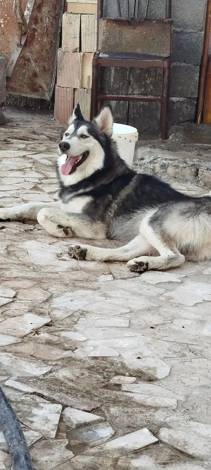 سگ هاسکی معاوضه با|سگ|رضویه, |دیوار