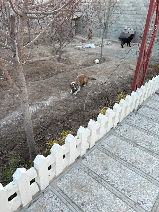 سگ خراسانی|سگ|کرج, کیانمهر|دیوار