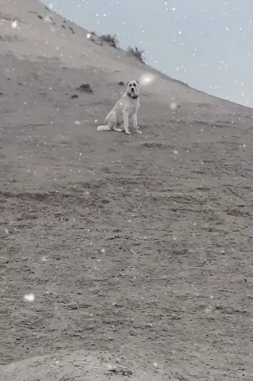 1111|سگ|زاوین, |دیوار