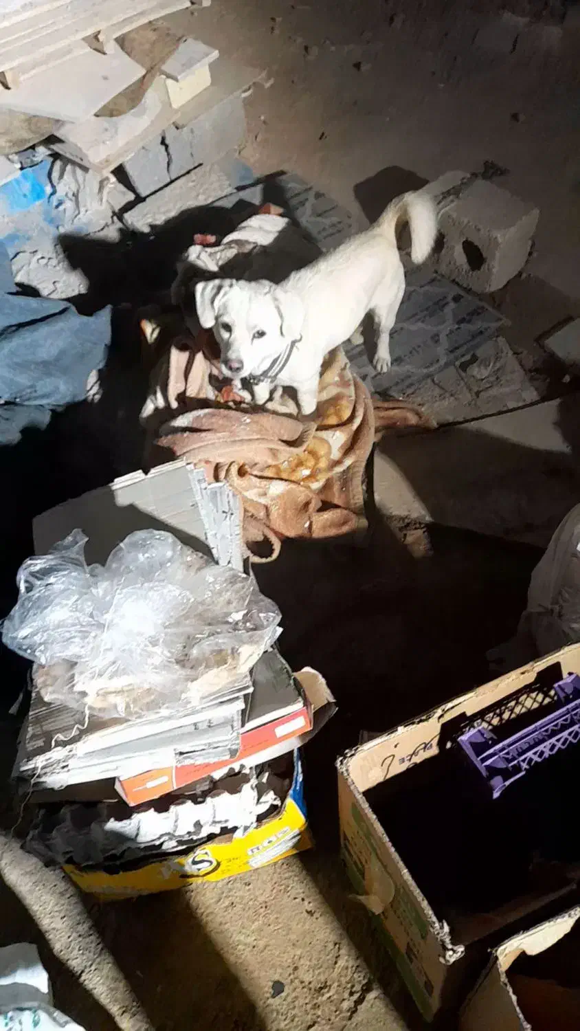 سگ دزدیده شده|حیوانات|برخوار, |دیوار