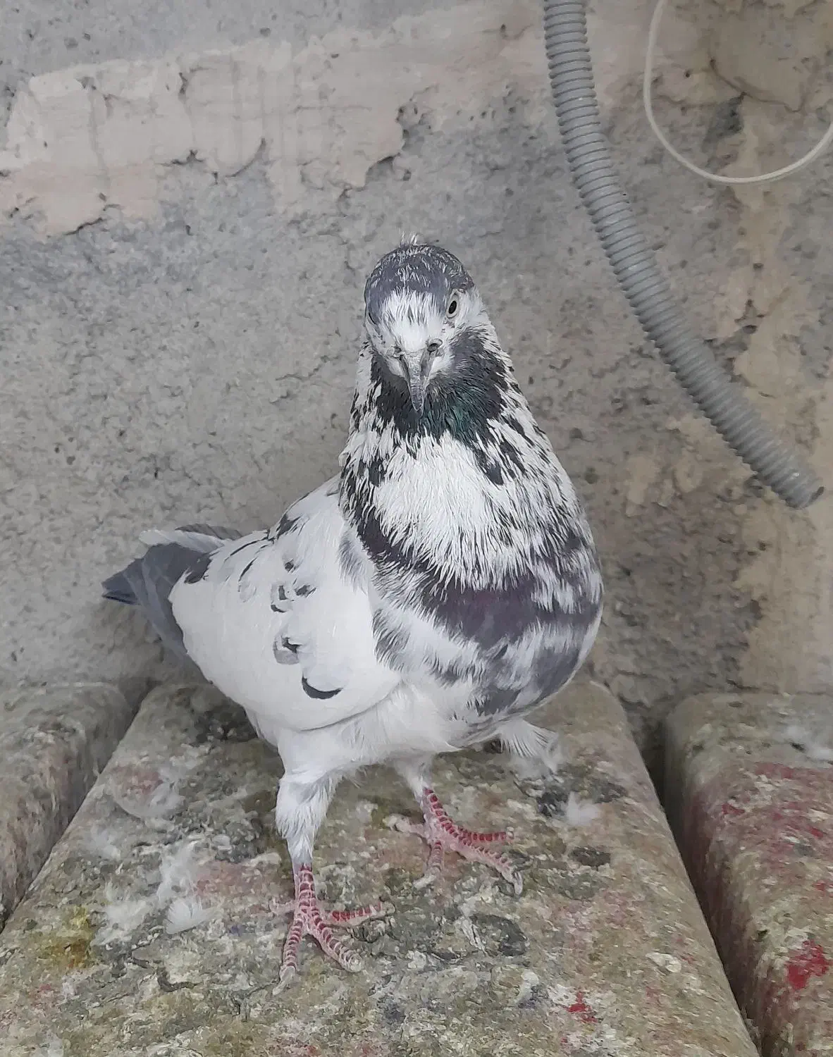 کفتر نر قاره سیاه|پرنده|فردیس, فردیس|دیوار