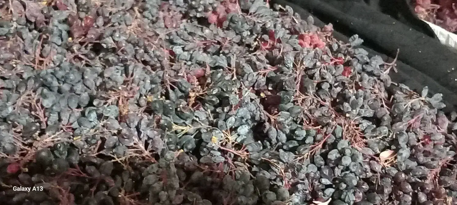 زرشک کوهی|خوردنی و آشامیدنی|شیروان (خراسان), |دیوار