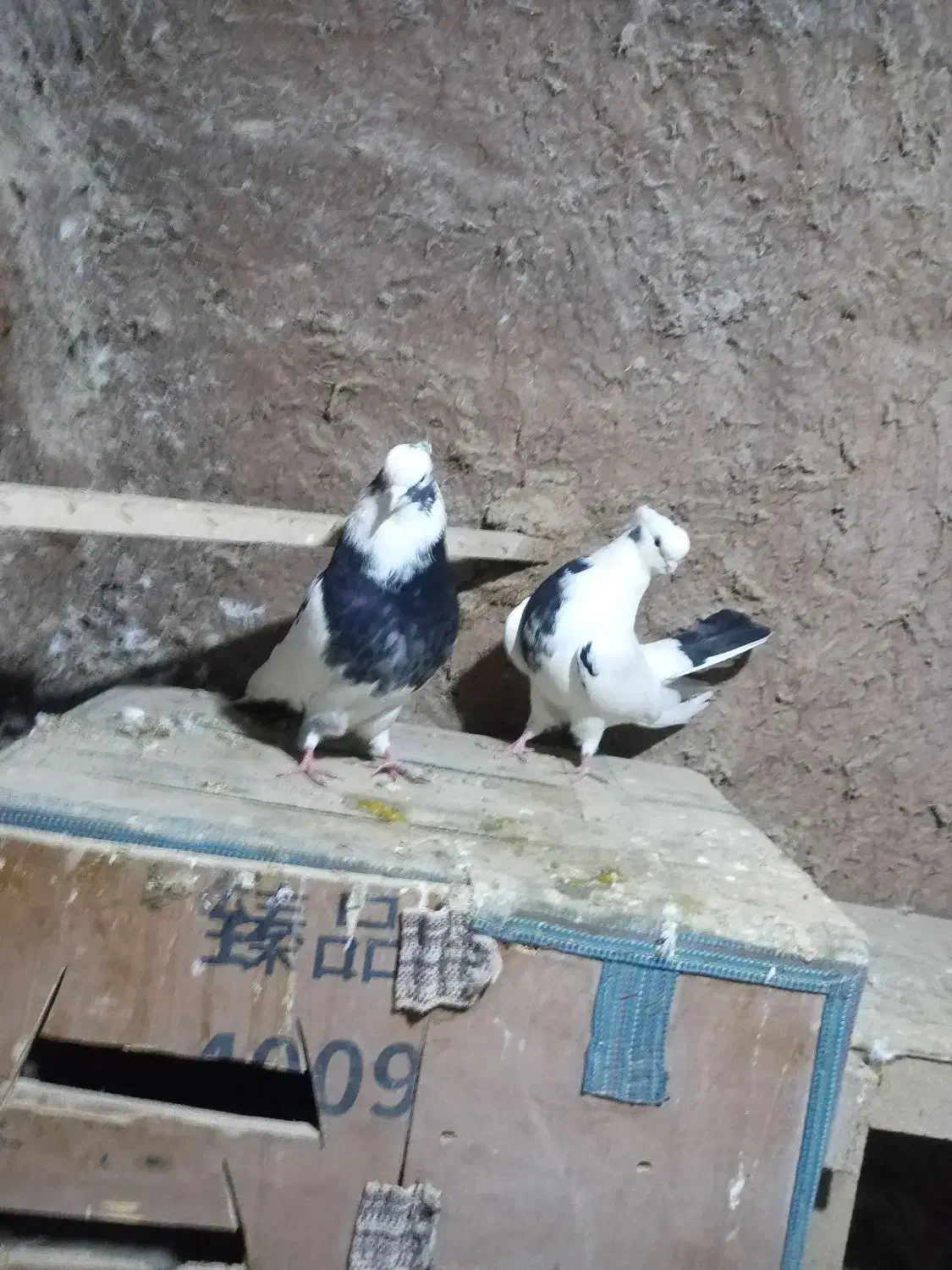 کبوتر سیاتی|حیوانات|کرمانشاه, |دیوار