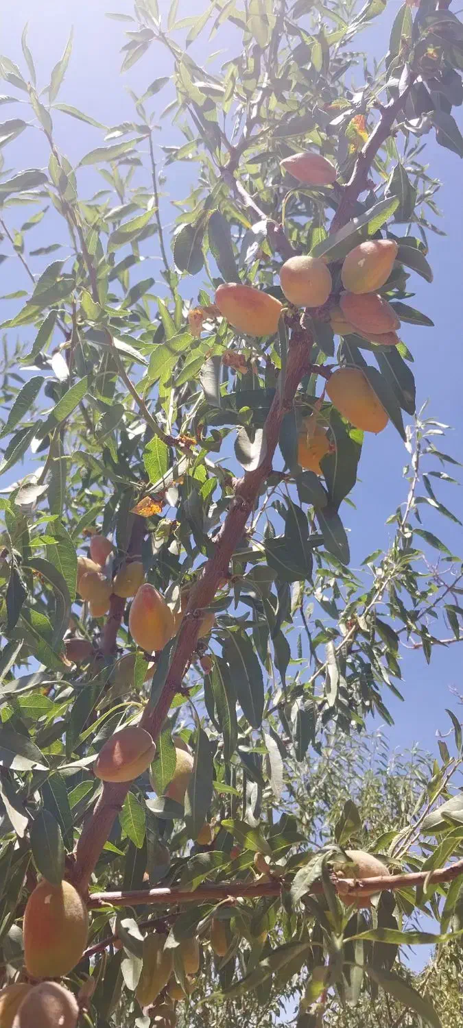 فروش باغ فوری|فروش دفتر صنعتی، کشاورزی، تجاری|آذرشهر, |دیوار