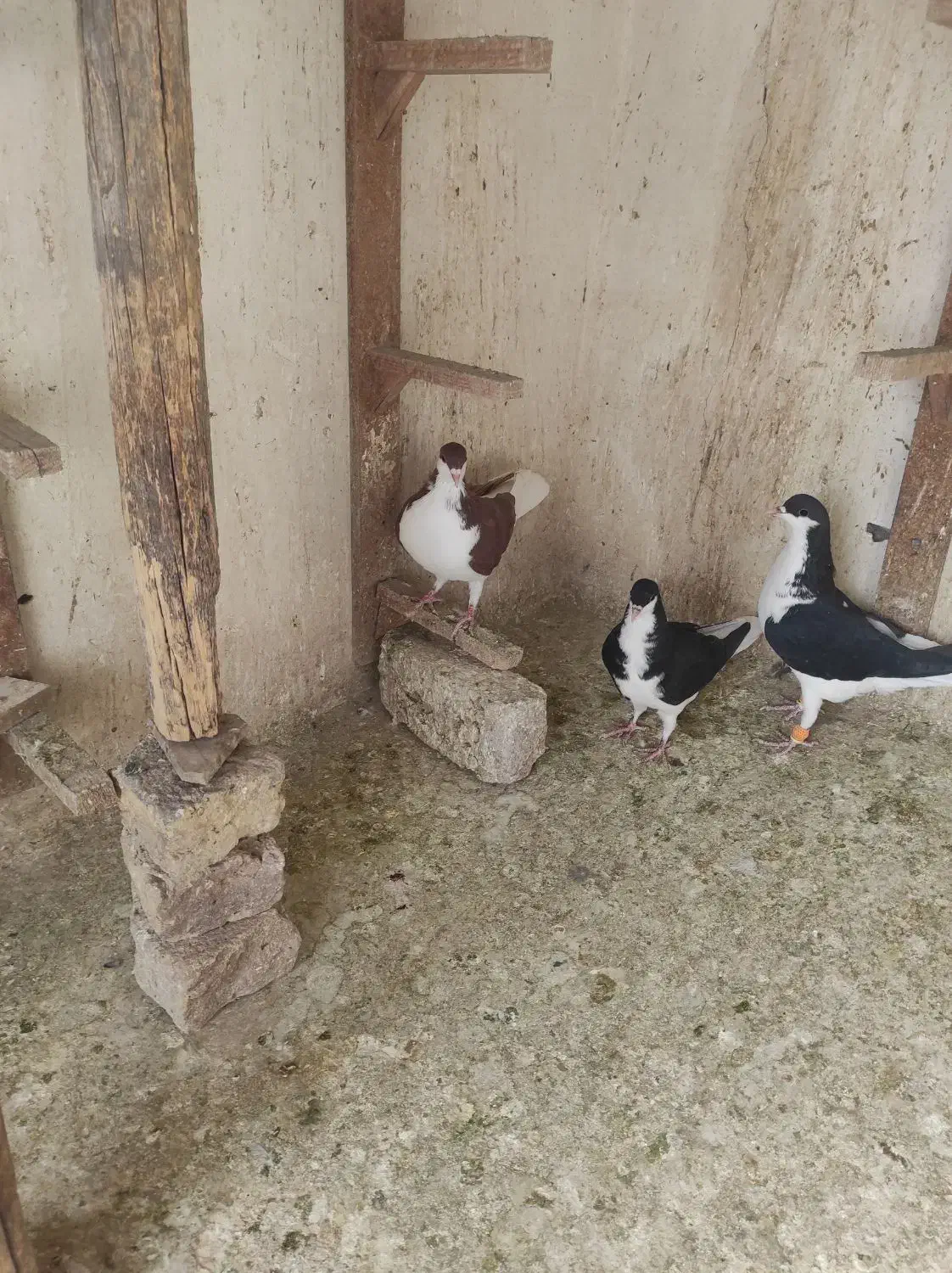 کبوتر|پرنده|اقبالیه, |دیوار