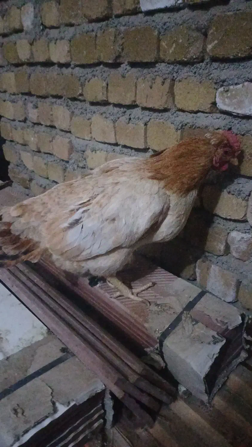 مرغ محلی|حیوانات مزرعه|سیلاخور, |دیوار