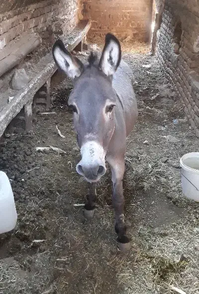 الاغ|حیوانات مزرعه|کاشان, شمس آبادی|دیوار