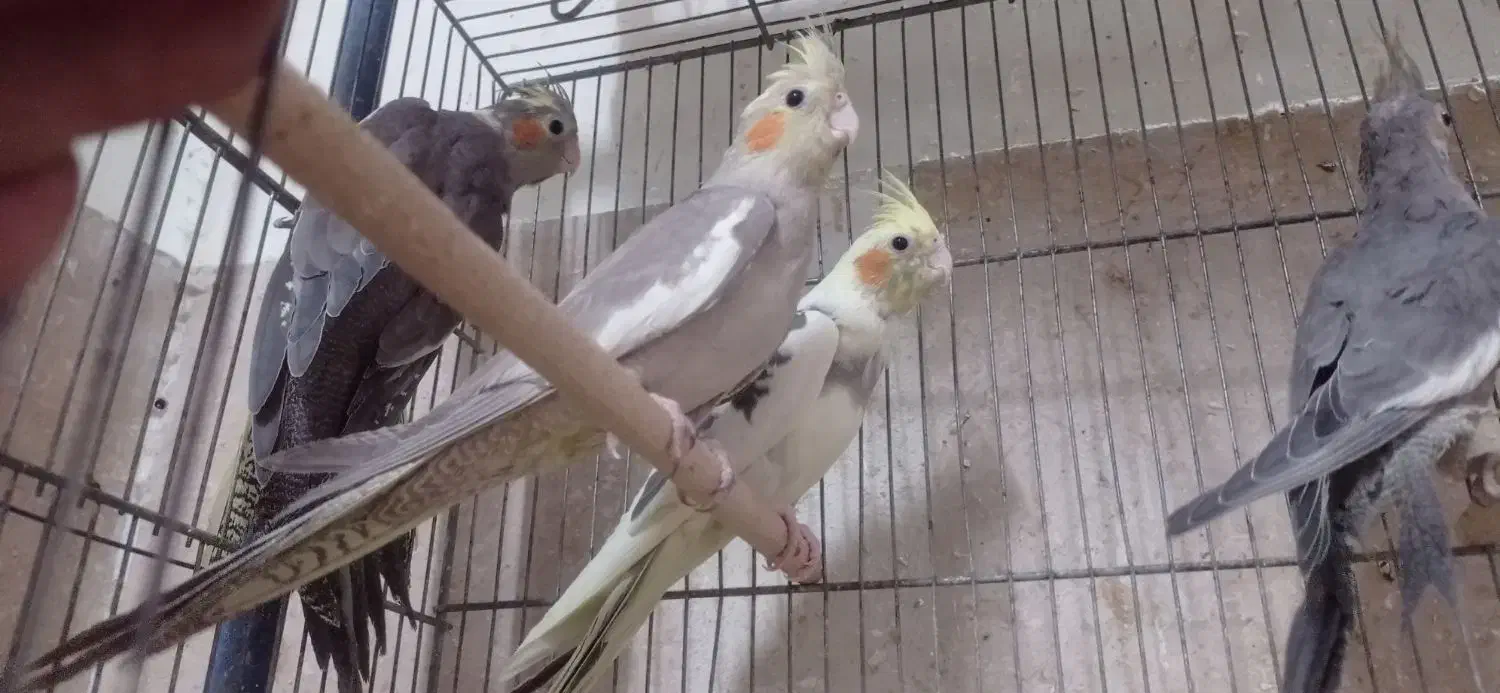 عروس هلندی|پرنده|قم, در بهشت|دیوار