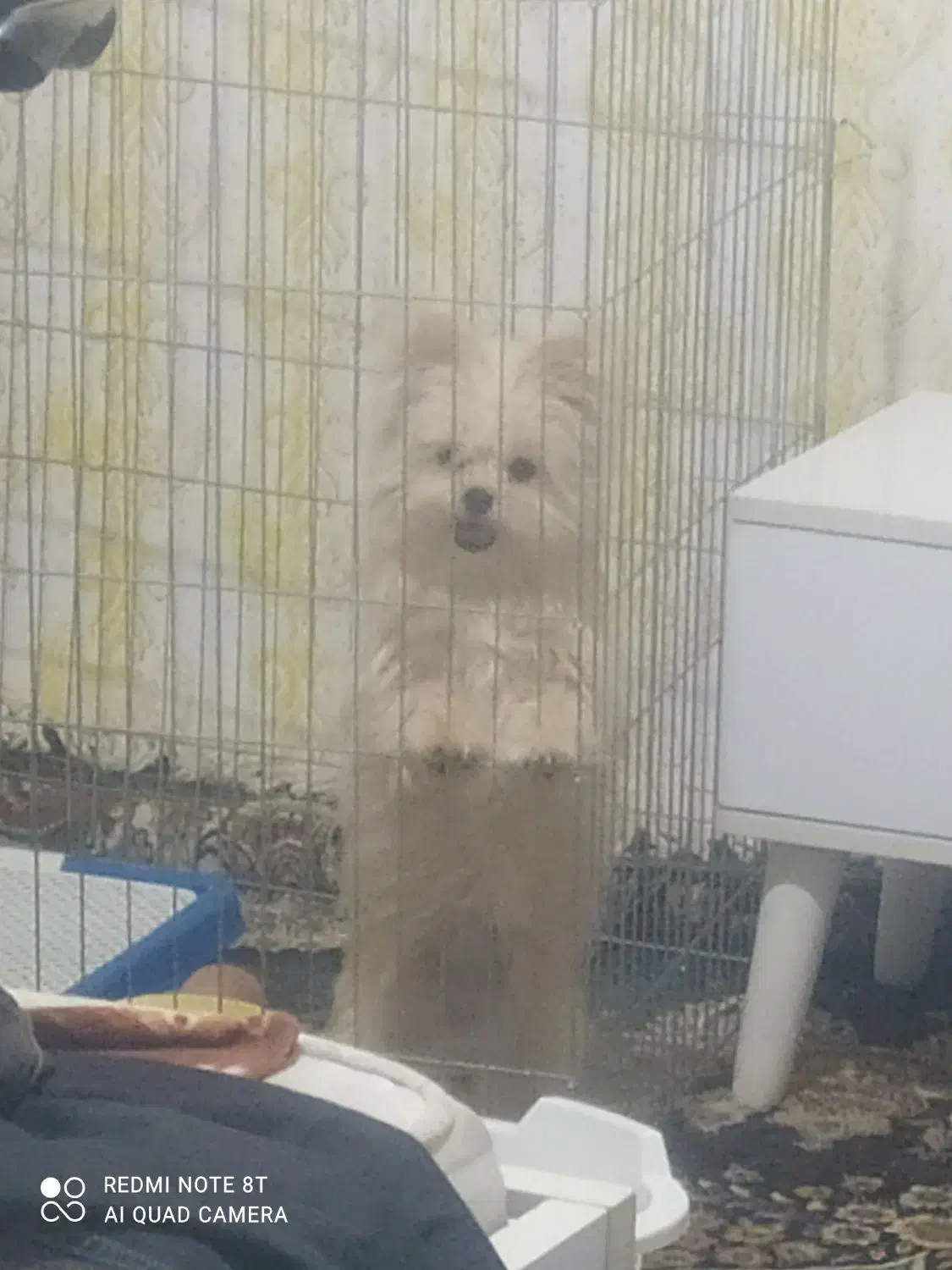 سگ پامر|سگ|تربتحیدریه, حسنی بالا|دیوار