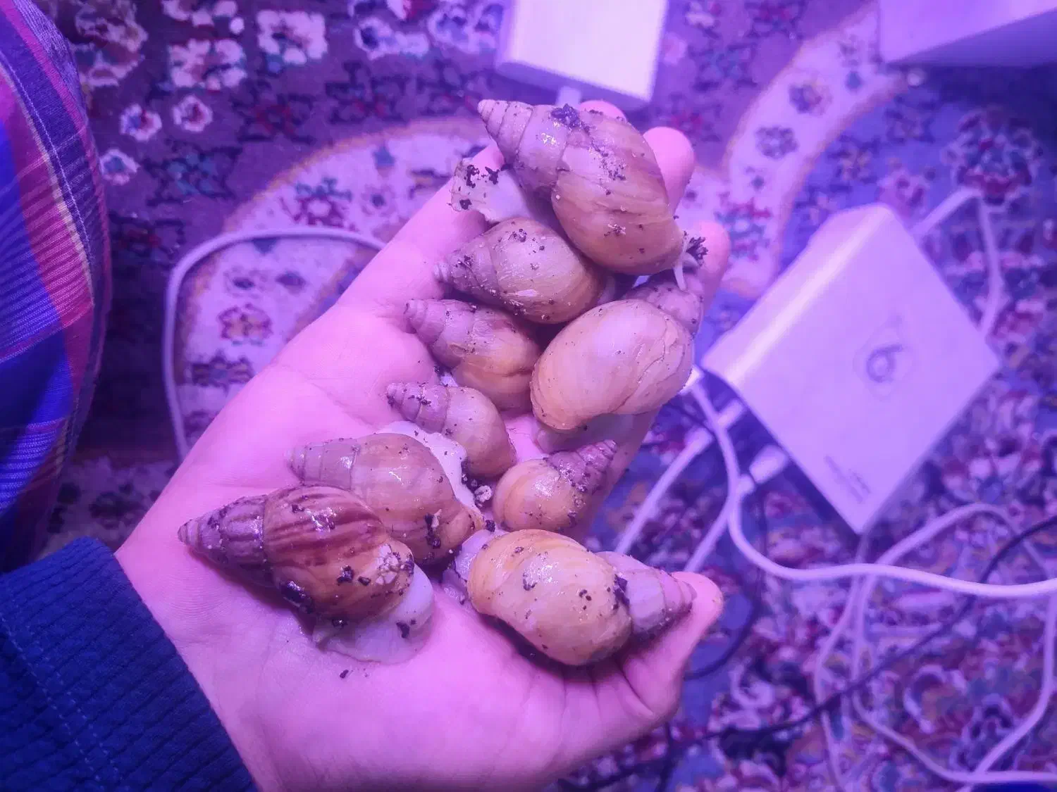 فروش حلزون اچاتینا|خزنده|فولادشهر, مسکن مهر فولادشهر|دیوار