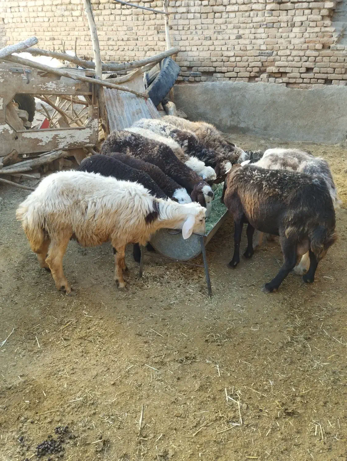 میش بره۶عدد(بره ها نر)|حیوانات مزرعه|بروجرد, |دیوار