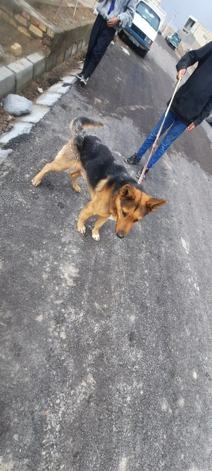 سگ ژرمن|سگ|شاخنات, |دیوار