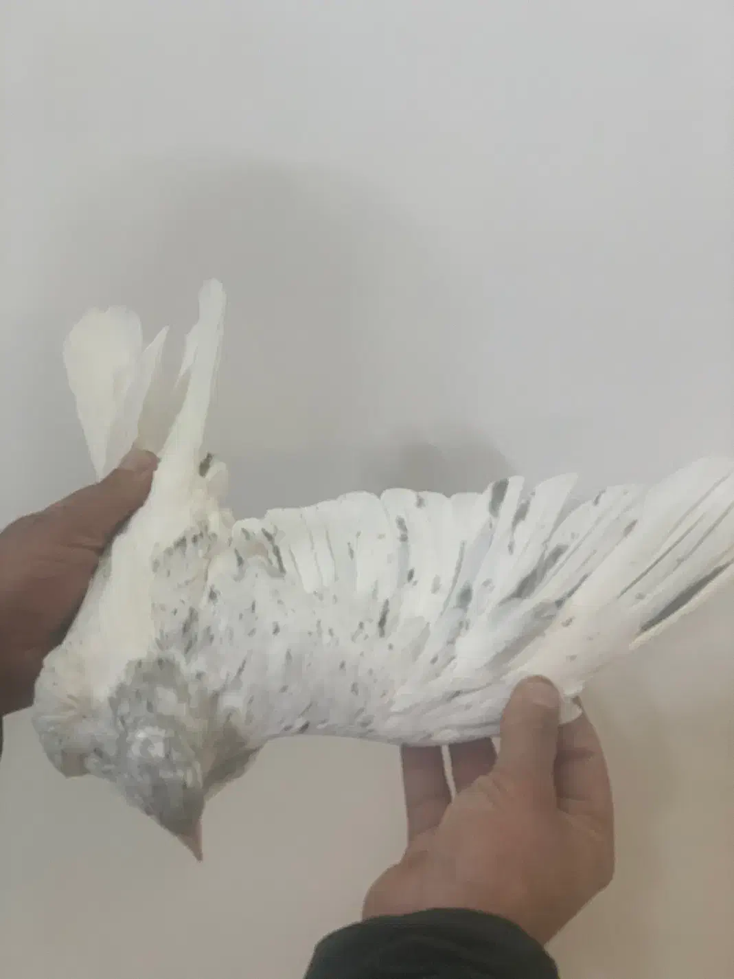 هفت رنگ|پرنده|سبزوار, ایزی شهر|دیوار