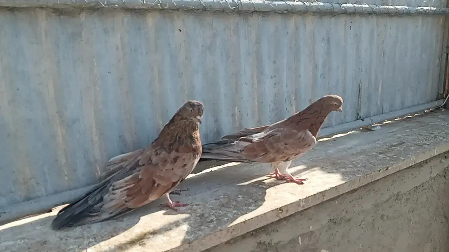 جفت سرول نر و ماده آتشی|پرنده|میانه, |دیوار