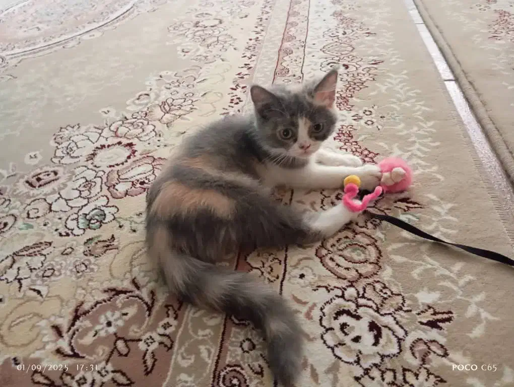 گربه بریتیش سه ماهه|گربه|سنندج, |دیوار