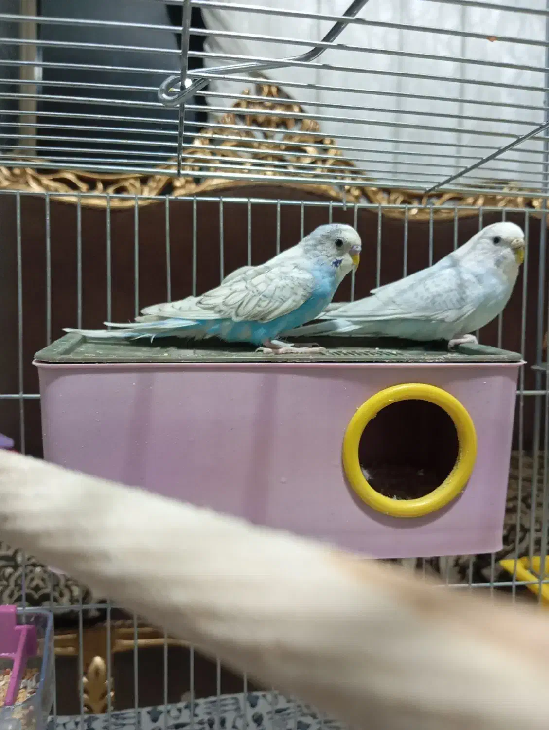 مرغ عشق جفت مولد|پرنده|شاهین‌شهر, شهرک هشت بهشت|دیوار