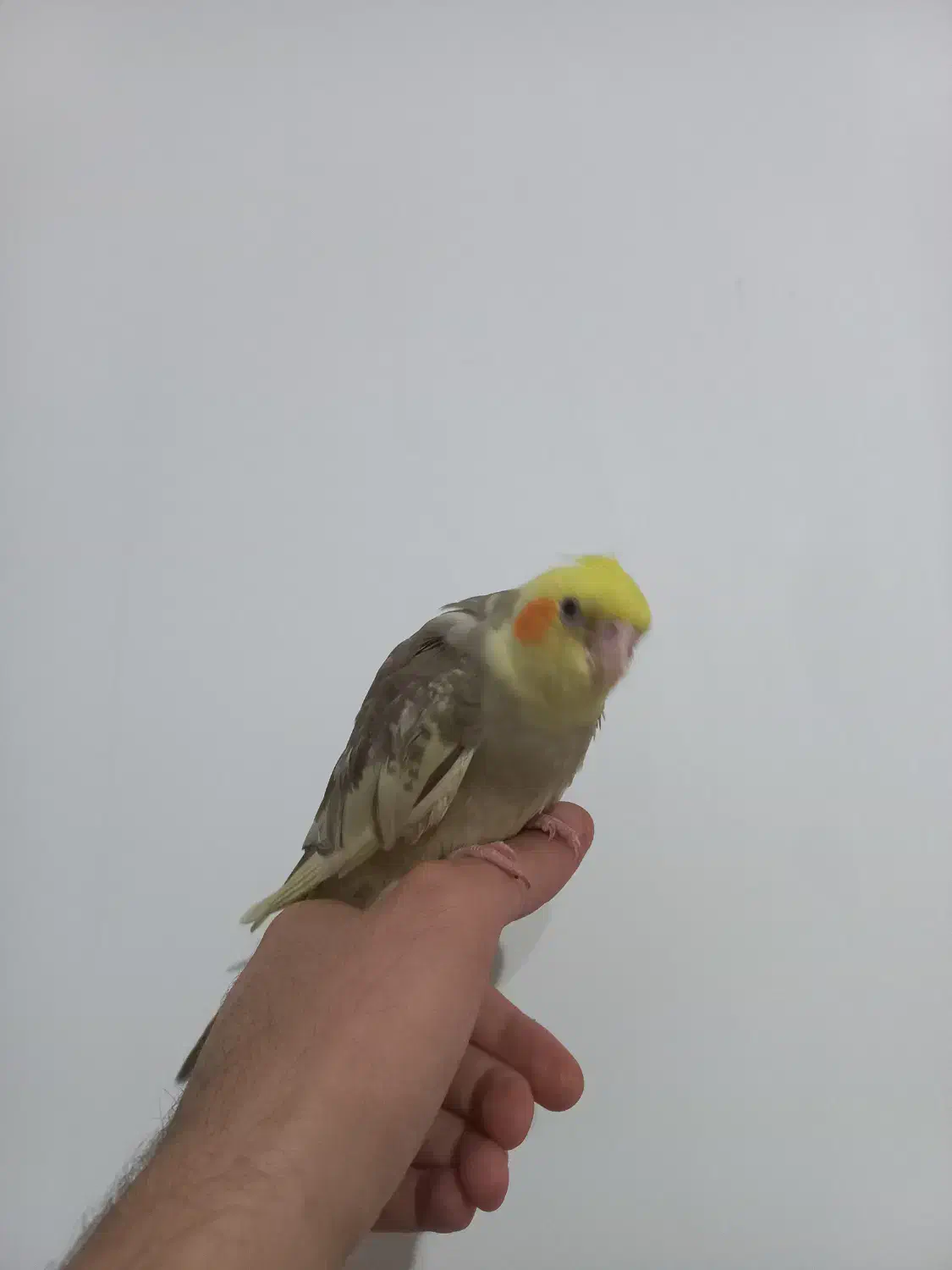 پرنده ی طوطی نر  دستی|پرنده|مریوان, |دیوار