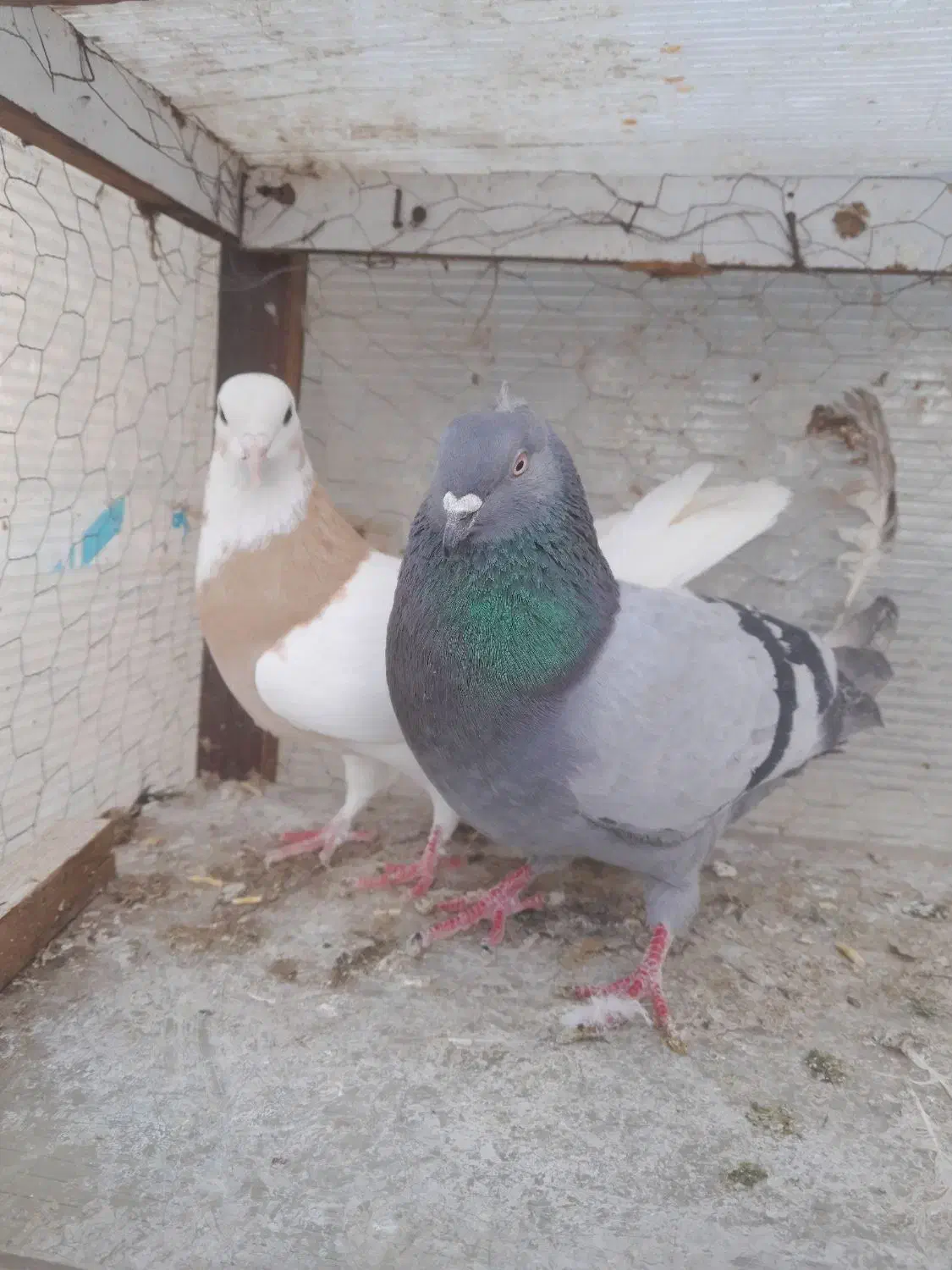 کبوتر|حیوانات|کرمانشاه, |دیوار