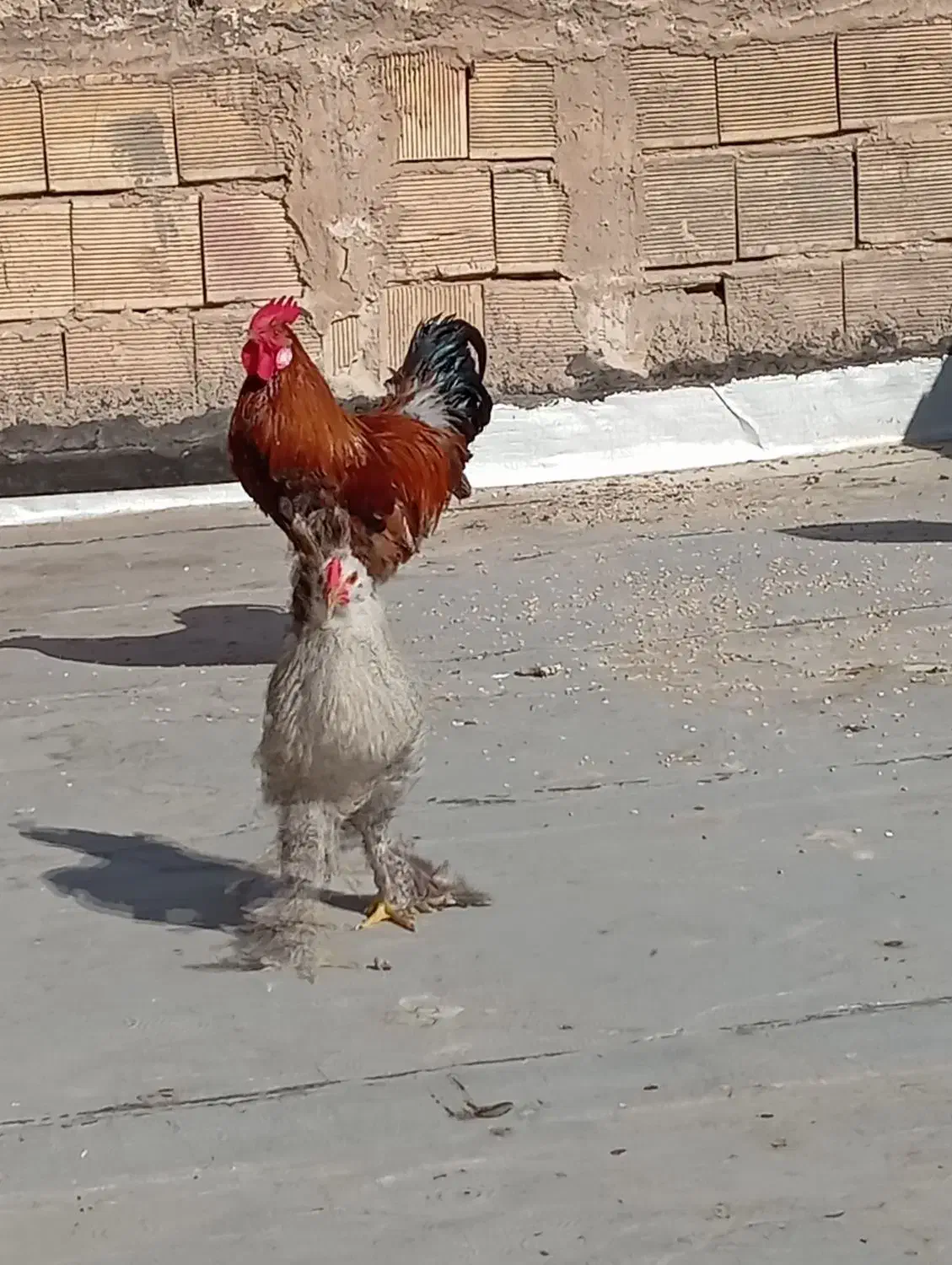 مرغ پاپر یا همون برهما|حیوانات مزرعه|قم, سید معصوم|دیوار