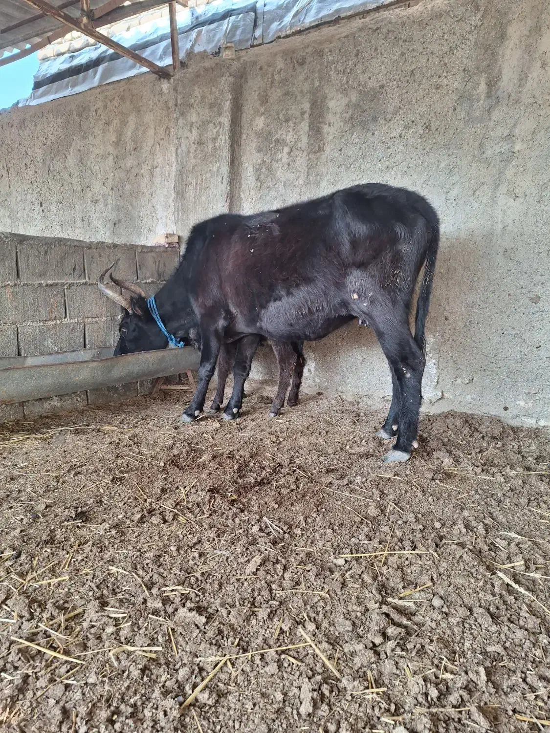 گاو گوساله دار محلی|حیوانات مزرعه|سیمین شهر, |دیوار