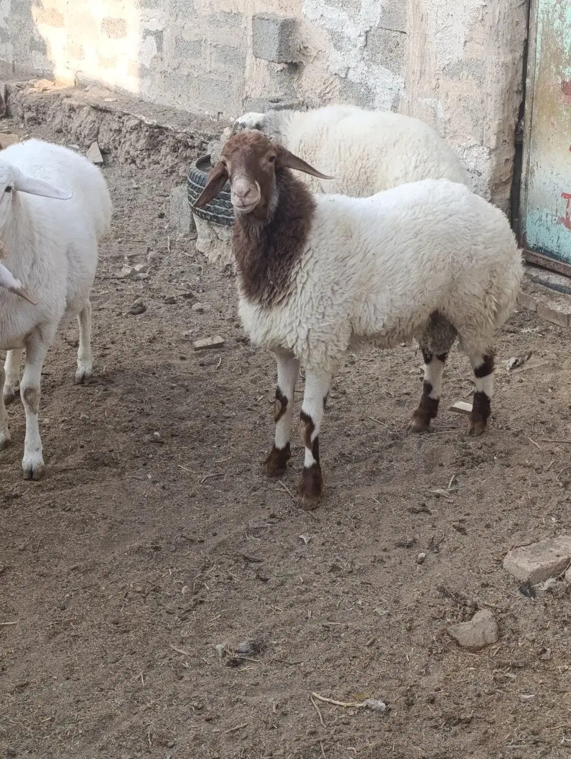 بره نر قوچی و بوقلمون|حیوانات مزرعه|بیرجند, |دیوار