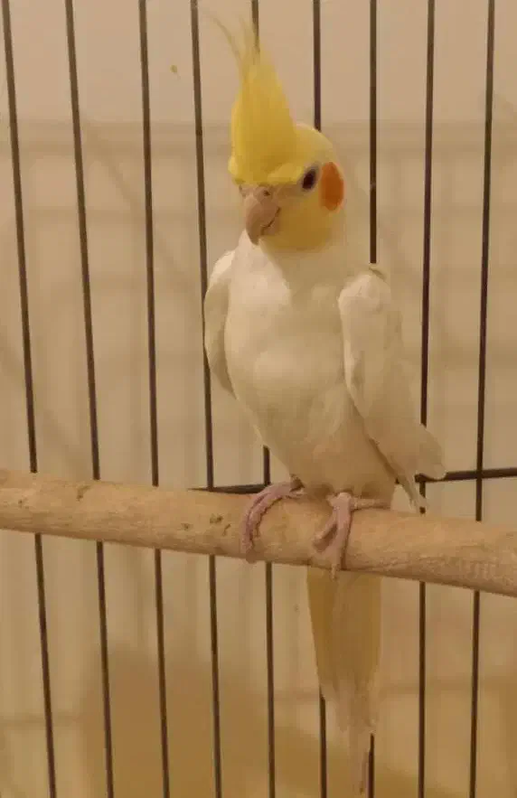 عروس هلندی نر مست لوتینو|پرنده|تهران, جیحون|دیوار