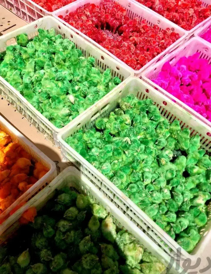 پخش انواع جوجه یک روزه عمده|حیوانات مزرعه|کرج, عظیمیه|دیوار