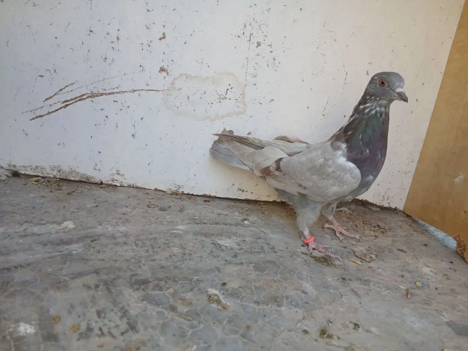 کفتر پرشی|پرنده|آران و بیدگل, |دیوار