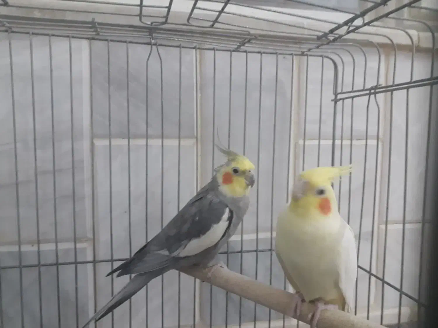 عروس هلندی نر و ماده|پرنده|قم, نخودی|دیوار