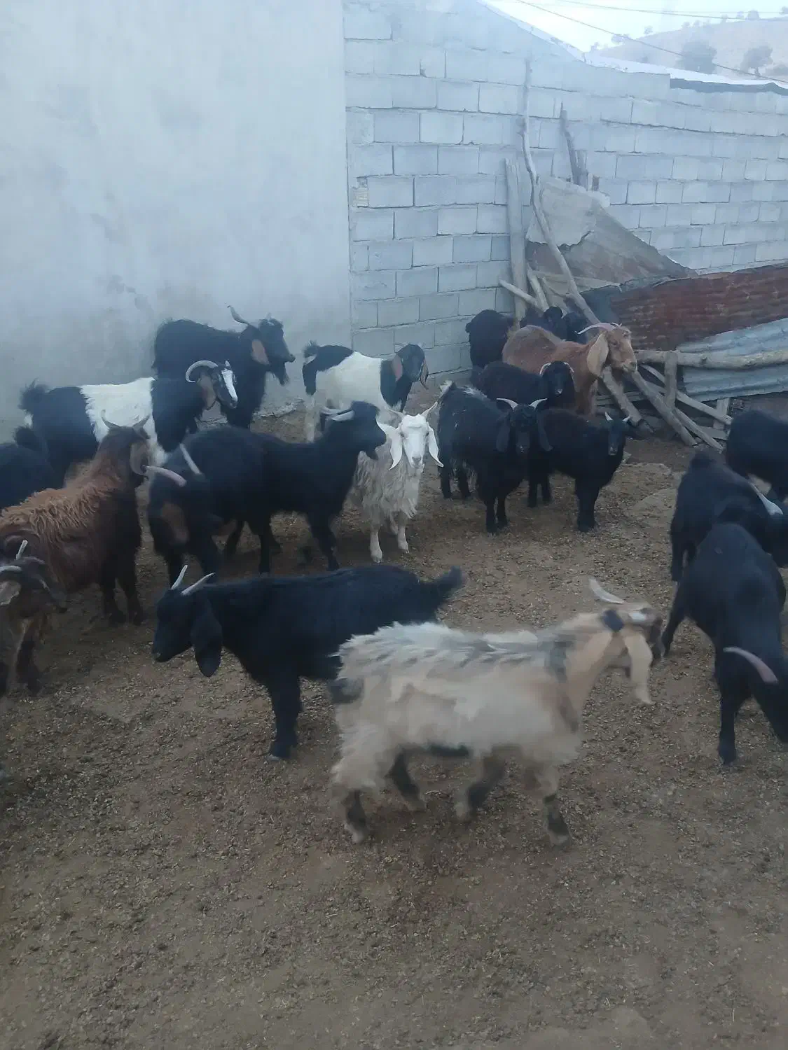 .بز|حیوانات مزرعه|پلدختر, |دیوار