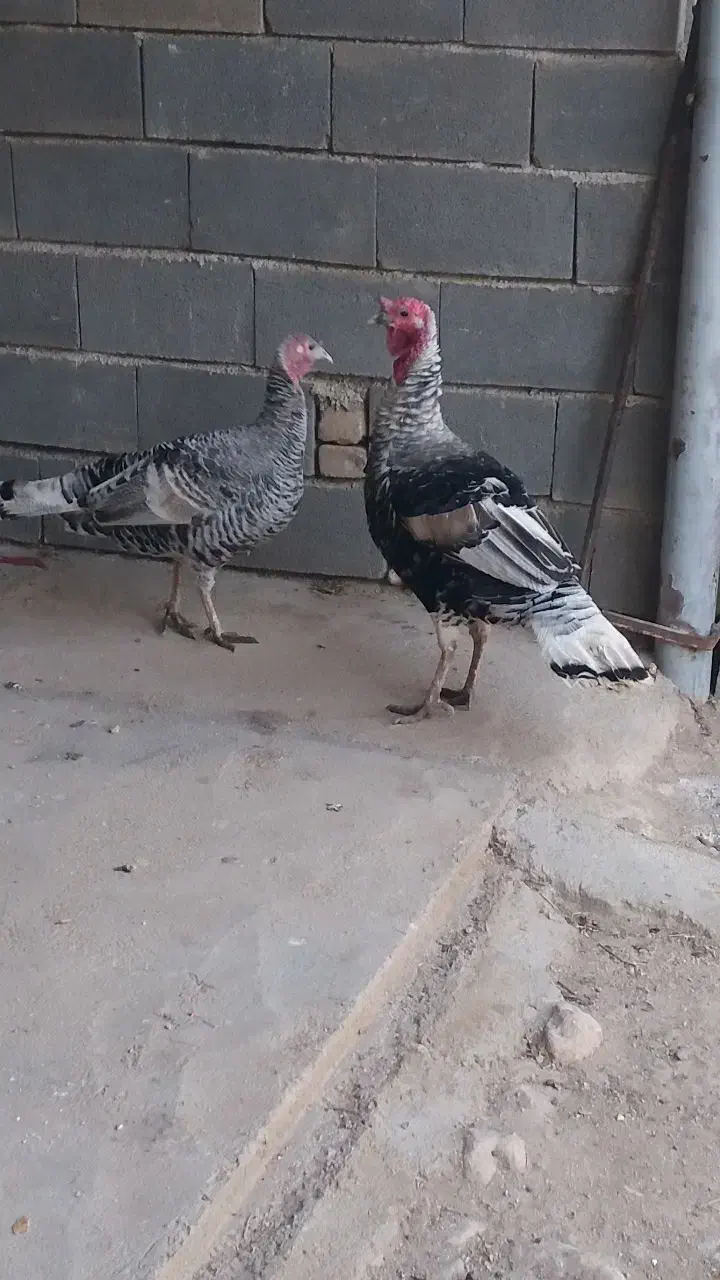 بوقلمون نر و ماده اصل|حیوانات مزرعه|سرپل ذهاب, |دیوار